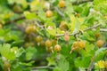 Gooseberry, Ribes uva-crispa bush with berries