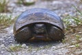 Gopher Tortoise Retreated In Its Shell, Closeup Royalty Free Stock Photo
