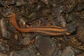Closeup on a gorgeous adult of the endangered Chinese Red-tailed Knobby Newt , Tylototriton kweichowensis