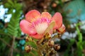 Closeup a Gorgeous Blooming Sal Flower or Shorea robusta