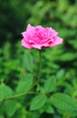 Gorgeous Cerise Pink Bourbon Rose Blossoming in the Garden Royalty Free Stock Photo