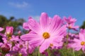 Closeup of a Gorgeous Garden Cosmos in the Field with Blue Sky in the Backdrop Royalty Free Stock Photo