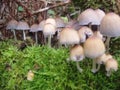 Closeup of gorgeous mushrooms