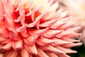 Closeup of a gorgeous petals of a peach Dahlia flower - perfect for background