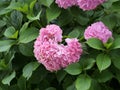 Closeup of gorgeous pink hydrangea flowers surrounded by green leaves Royalty Free Stock Photo