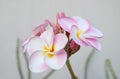 Gorgeous Pink Plumeria or Frangipani Flowers Royalty Free Stock Photo