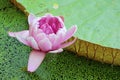 Gorgeous Victoria Amazonica Flower (Giant Water Lily) Blooming in the Pond Royalty Free Stock Photo