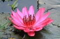 Closeup of a Gorgeous Pink Water Lily Flower Blossoming in the Pond Royalty Free Stock Photo