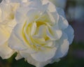 Closeup of gorgeous white rose blossom