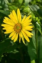 Yellow Wild Flower Rosen Weed