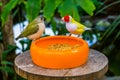 Closeup of a gouldian finch couple eating seeds from a bowl, colorful tropical bird specie from Australia