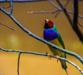 Closeup of a gouldian finch sitting in a tree, colorful tropical bird specie from Australia Royalty Free Stock Photo