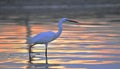 Closeup of a graceful Great egret wading bird side profile standing in a lake at sunset Royalty Free Stock Photo