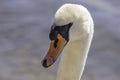 Closeup of graceful swan face looking at camera, details in eye, beak and soft feathers, intimate wildlife portrait Royalty Free Stock Photo