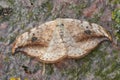 Closeup on a gracious looking pebble hook-tip moth, Drepana falcataria Royalty Free Stock Photo