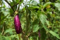 Closeup of a Graffiti eggplant, a purple and white striped ripening eggplant vegetable growing on a plant Royalty Free Stock Photo