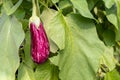 Purple and white striped fruit of an eggplant from close Royalty Free Stock Photo