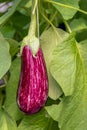 Purple and white striped fruit of an eggplant from close Royalty Free Stock Photo