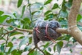 Closeup of graft on lime tree branch in the garden