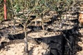 Closeup of Grafting on olive seedling in plant nursery