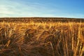 Closeup of a grain field in Toten, Norway. Royalty Free Stock Photo