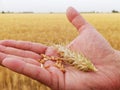 Closeup grains and ears of ripe golden wheat on the hand of a farmer. Beginning of harvest and agricultural works