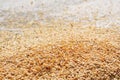 Closeup of Grains wheat Royalty Free Stock Photo