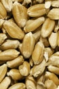 Closeup of grains of wheat