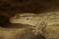 Closeup on the Grandidier\'s Velvet Gecko, Blaesodactylus sakalava, sitting on a tree branch