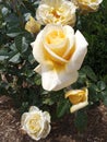 Grandiflora Sunshine Daydream light yellow roses blooming on rosebush
