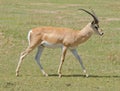 Closeup of a male Grant`s Gazelle Royalty Free Stock Photo