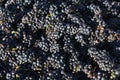 Closeup of a grape bin