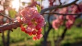 Closeup of a grape blossoming