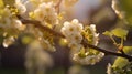 Closeup of a grape blossoming