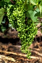 Closeup of grape cluster on grapevine Vranec in beginning stage Royalty Free Stock Photo