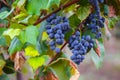 closeup grape cluster with leaves