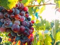 Closeup of a grape cluster ripening in the vineyard