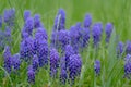 Closeup of Grape hyacinth (Muscari armeniacum) flowers growing on a field Royalty Free Stock Photo