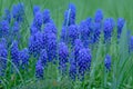 Closeup of Grape hyacinth (Muscari armeniacum) flowers growing on a field Royalty Free Stock Photo