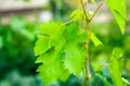 Closeup of grape leaf on young vine