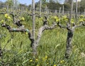 Closeup of grapes growing in the field at Capanna Farm, situated to the north of Montalcino.