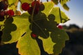 Closeup grapes and leaf