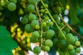 Closeup of grapes surrounded by leaves under sunlight with a blurry background and bokeh effect Royalty Free Stock Photo