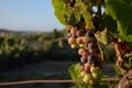 Closeup of grapes on a tree in a vineyard under the sunlight in Malta with a blurry background