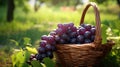 Closeup of Grapes in a Wicker Basket in a Garden AI Generated