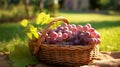 Closeup of Grapes in a Wicker Basket in a Garden AI Generated
