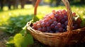 Closeup of Grapes in a Wicker Basket in a Garden AI Generated