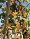 Closeup of grapevine with clusters of ripe grapes