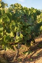 Closeup of grapevine in the Douro valley