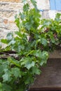 Closeup of grapevine with grapes covering old stone wall house Royalty Free Stock Photo